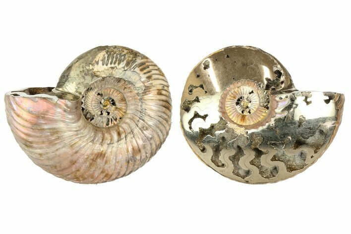 One Side Polished, Pyritized Fossil Ammonite - Russia #174967